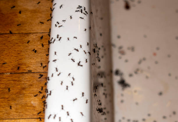 Best Pest Removal Services  in West Pittston, PA